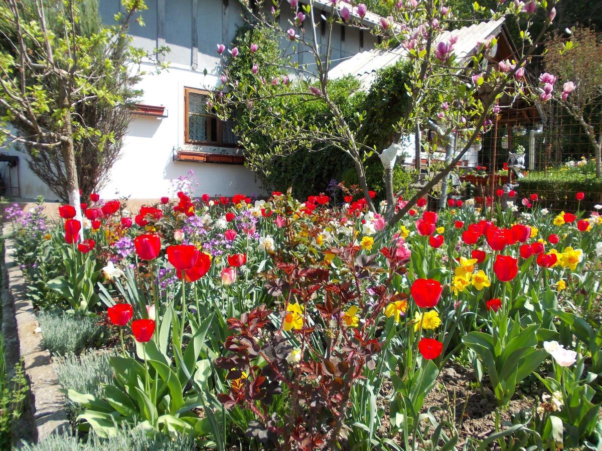 Pensiunea Paradis Borobanesti 외부 사진