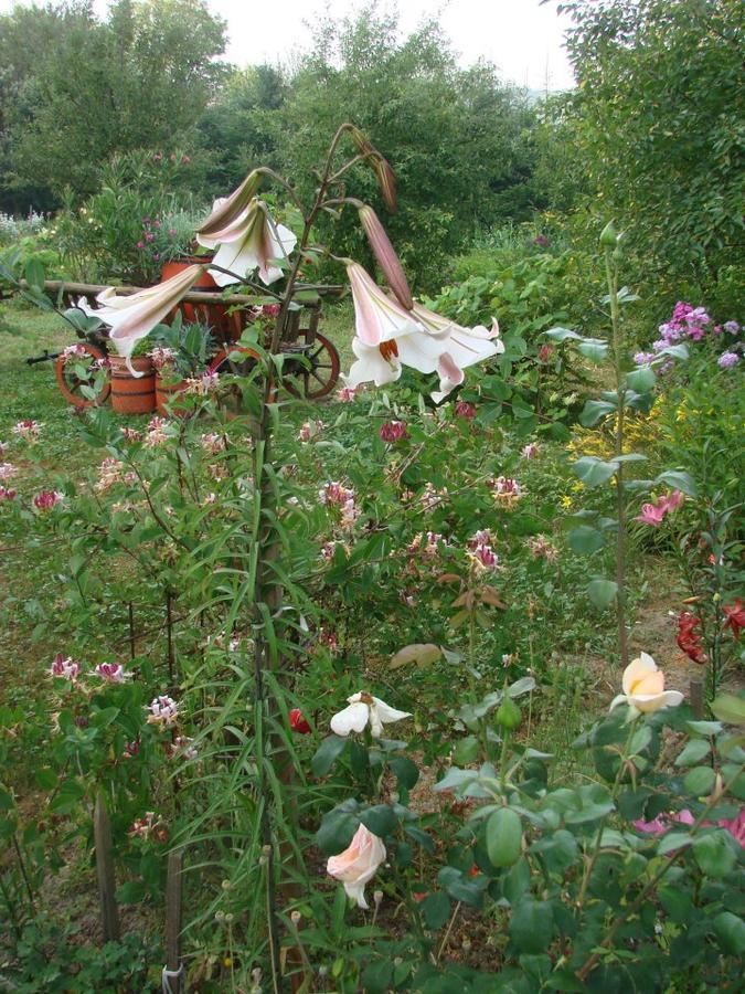 Pensiunea Paradis Borobanesti 외부 사진