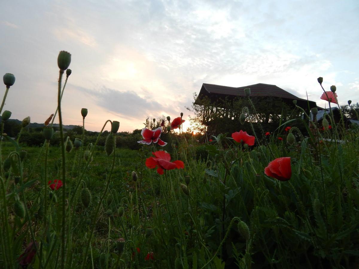 Pensiunea Paradis Borobanesti 외부 사진