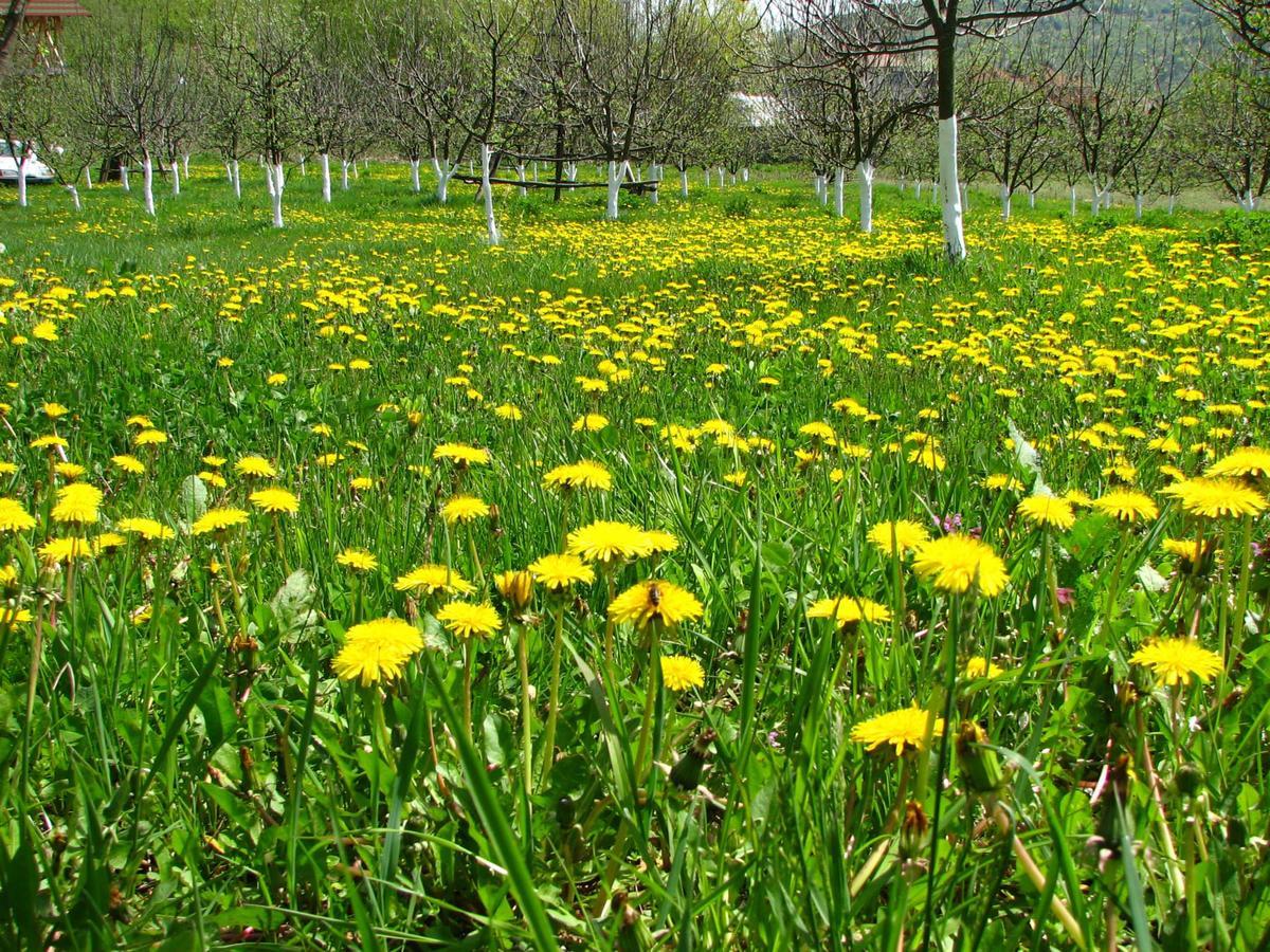 Pensiunea Paradis Borobanesti 외부 사진